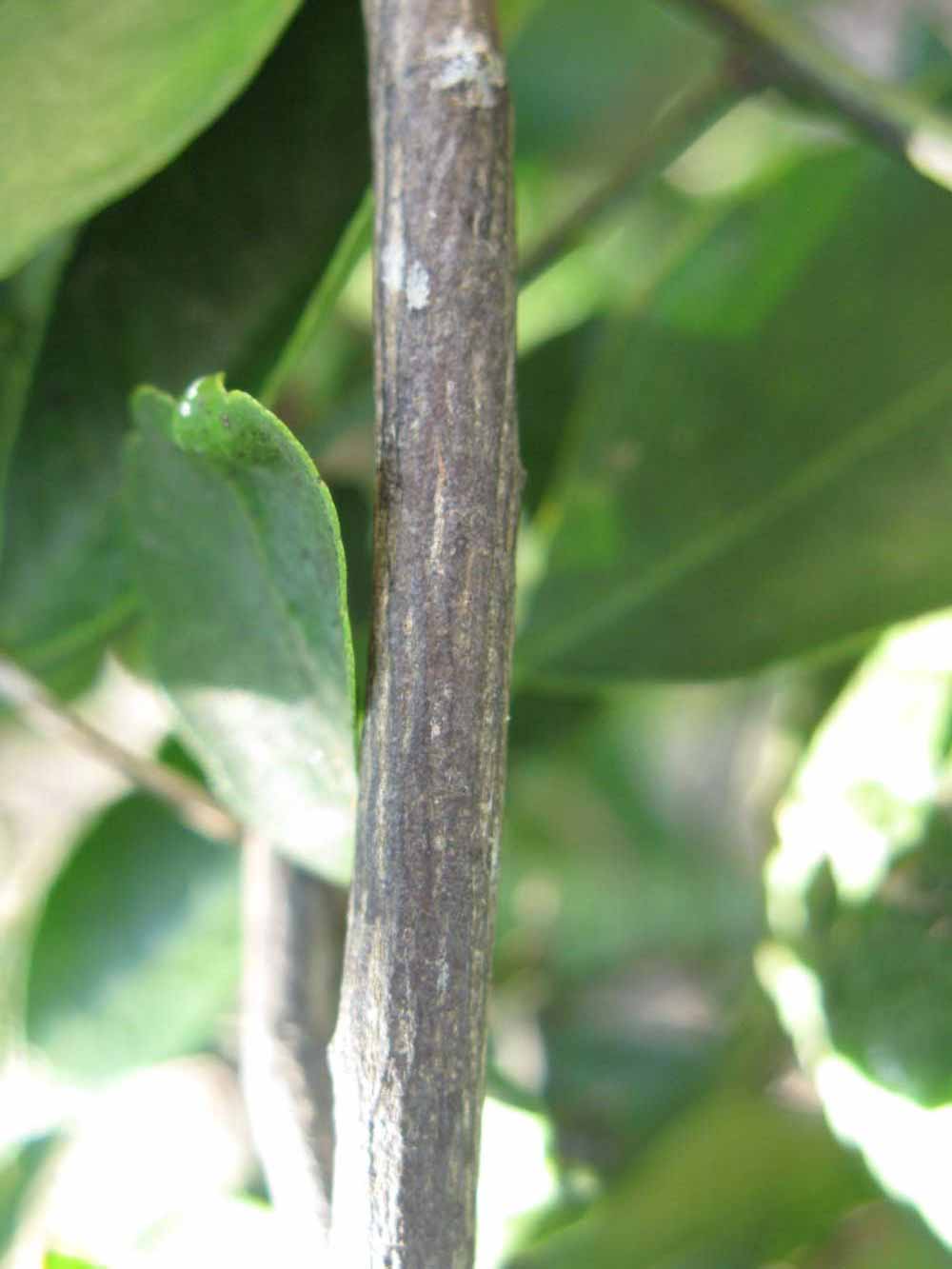              Second - third year twig (Winter Haven,   FL)       